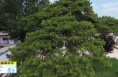 ?《直通县市》白水： 古松千年舞风华